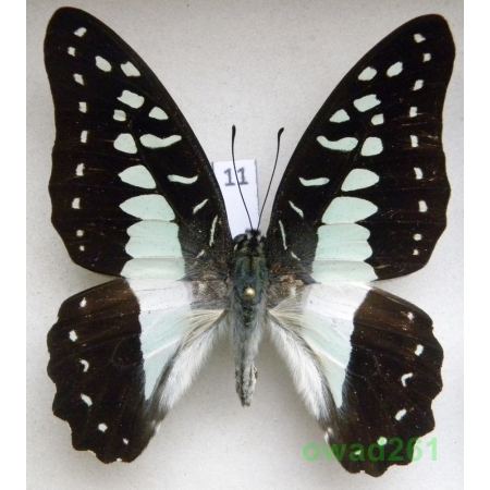 Graphium eurypylus Linnaeus, 1758 Indonesia, Seram 57mm11